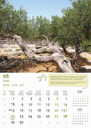 Promotivni zidni kalendar Masline